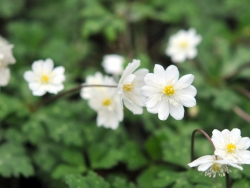 A nice double white flower over rich green foliage